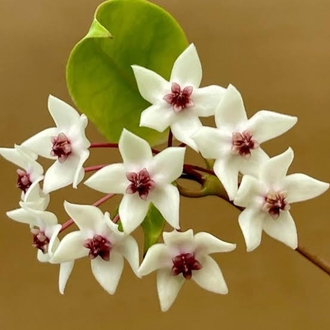 Hoya İris Marie Köklü Dal