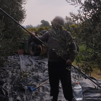 Zeytinyağı