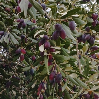 Zeytinyağı