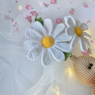 DAISY
