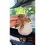 DİKİZ AYNA SÜSÜ LEOPAR KURDELE PONPON SET