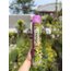 Tropikal yaprak temizleyici 750 ml 