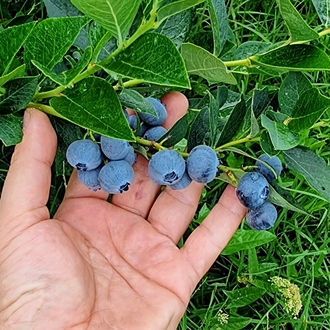 Organik Yaban Mersini 1 Kg.