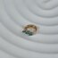Tragus gold mavi