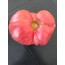 Pembe Köy Domatesi Tohumu (25 adet) (Sırık)
