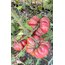 Mor Calabash Domates Tohumu (20 adet) (Sırık)