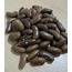 Magnum Fasulye Tohumu (30 adet) (Oturak)