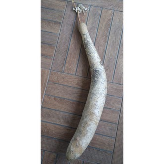 Karışık Su Kabağı Tohumu (10 adet) (Süs)
