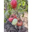 Pembe Köy Domatesi Tohumu (25 adet) (Sırık)