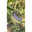 Mavi Güzellik (Blue Beauty) Domates Tohumu (20 adet) (Sırık)