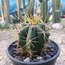 Trichocereus Pasacana (Terschekii)