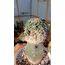 Ariocarpus Kotschoubeyanus