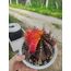 Gymnocalycium Varigate