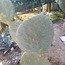 Opuntia Robusta