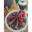 Gymnocalycium Varigate