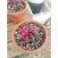 Gymnocalycium Varigate