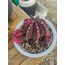 Gymnocalycium Varigate