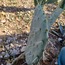 Opuntia Robusta