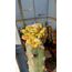 Ariocarpus Fissuratus Varigated 