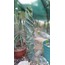 Cereus Forbesii Spiralis