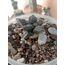 Ariocarpus Fissiratus
