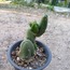 Trichocereus Bridgesii Monstrose