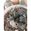 Ariocarpus Fissiratus
