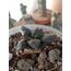 Ariocarpus Fissiratus