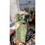 Ariocarpus Fissuratus 
