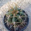 Trichocereus Pasacana (Terschekii)