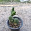 Trichocereus Bridgesii Monstrose