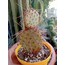 opuntia chisosensis