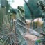 Cereus Forbesii Spiralis