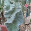 Cereus Forbesii Spiralis