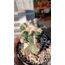 Ariocarpus Fissuratus 