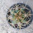 Trichocereus Pasacana (Terschekii)