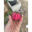 Gymnocalycium Varigate