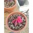 Gymnocalycium Varigate