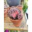 Gymnocalycium Varigate