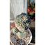 Ariocarpus Kotschoubeyanus