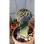 Ariocarpus Kotschoubeyanus 