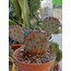 Opuntia Violacea Macrocent

