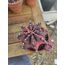 Gymnocalycium Varigate