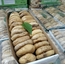 500 gr 51-55 Kalibre lerida paket Dağ inciri