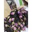 Taze Tomurcuk Güllü Siyah Çay 70 g