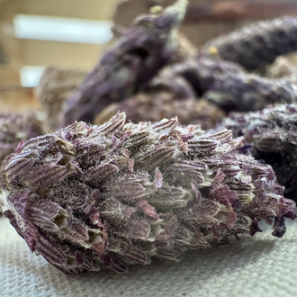 Karabaş Otu 35 g