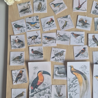 55 Parça Kuşlar Scrapbook Seti 