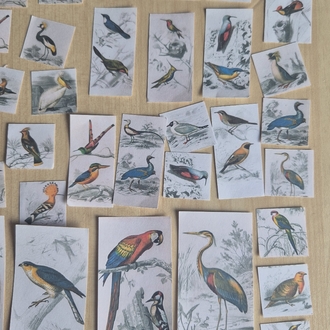 55 Parça Kuşlar Scrapbook Seti 