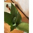 Sansevieria trifasciata 'Moonshine' / Paşa Kılıcı 