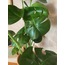 Monstera deliciosa / Devetabanı